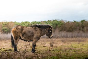 Esmoor-Pony in Ruhestellung auf der Wiese von Marc van den Elzen