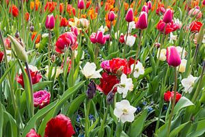 tulpenveld  in de keukenhof
