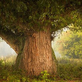 Sprookjesachtige bomen in de uiterwaarden van de Waal van Michel Seelen