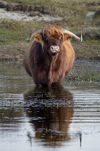 Ein Schtose Highlander steht in einem Pool.