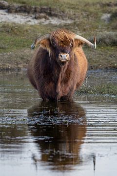 Een Schtose Hooglander staand in een poel. van Menno Schaefer