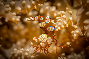 Garnelen, Mabul Island, Malaysia