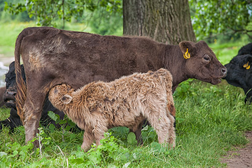 Galloway-kalf drinkt bij moeder
