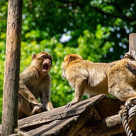 Two screaming Barbary apes by Denise Vlieland