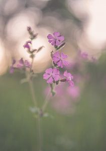 Blumen Teil 146
