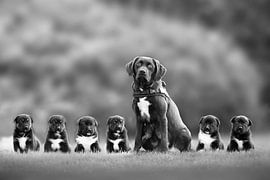 "Onvoorwaardelijk"  Labrador mit ihren Welpen