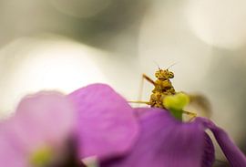 Eendagsvlieg op paarse bloem van Johan Slagers