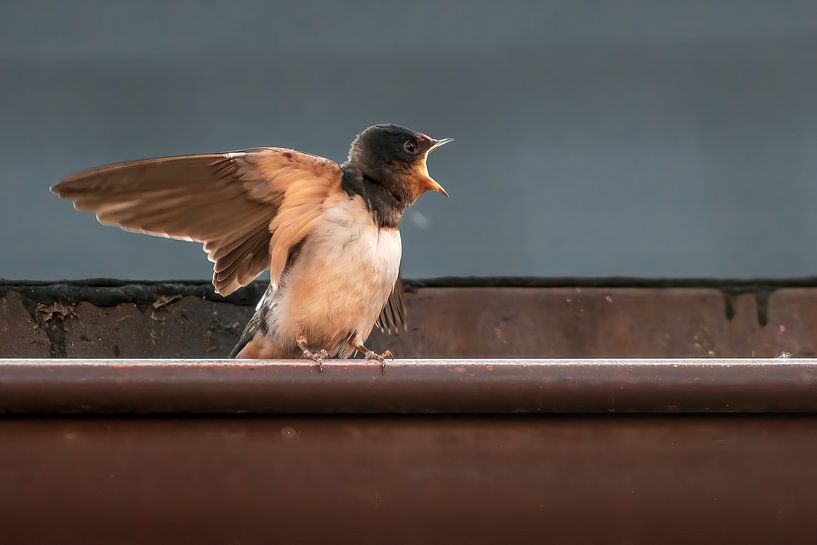junge Rauchschwalbe von Mario Plechaty Photography