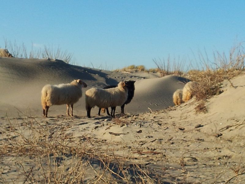 Schapen in de duinen Hoek van Holland by Dirk van der Eijk