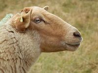 Drents heideschaap