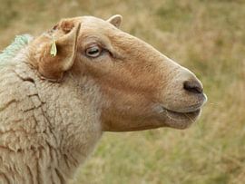 Drents heideschaap van Albert Iepsma