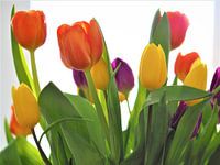 Tulpen