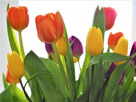 Tulpen von Christel Zûm Grotenhoff