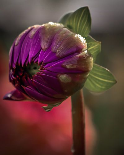 Fleur violette