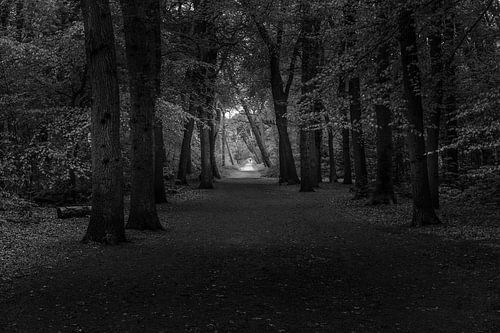 Schwarz-Weiß-Foto Waldweg bei Bergen