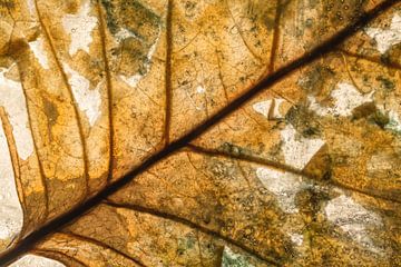 Une vieille feuille d'arbre avec des veines dans des couleurs d'automne sur Lisette Rijkers