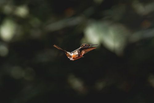 Colibri flottant à l'ombre de la forêt