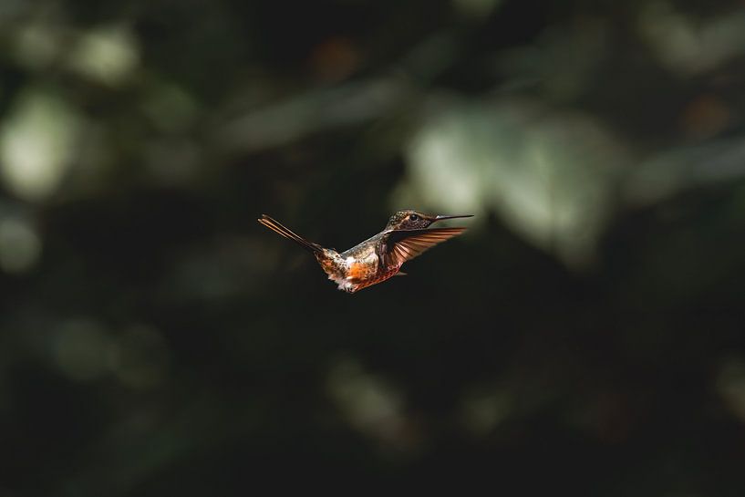 Kolibri schwebend im Schatten des Waldes von Femke Ketelaar