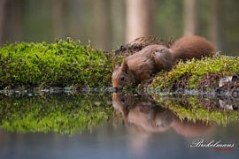 Trinkhörnchen von Marco Brekelmans
