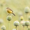 Bergeronnette jaune sur un bulbe de pavot - vue de rêve sur KB Design & Photography (Karen Brouwer)