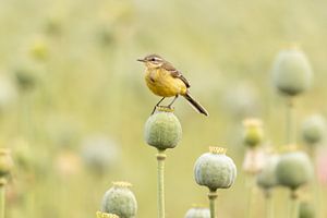 Bergeronnette jaune sur un bulbe de pavot - vue de rêve