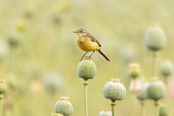 Yellow wagtail on poppy bulb - dreamy view