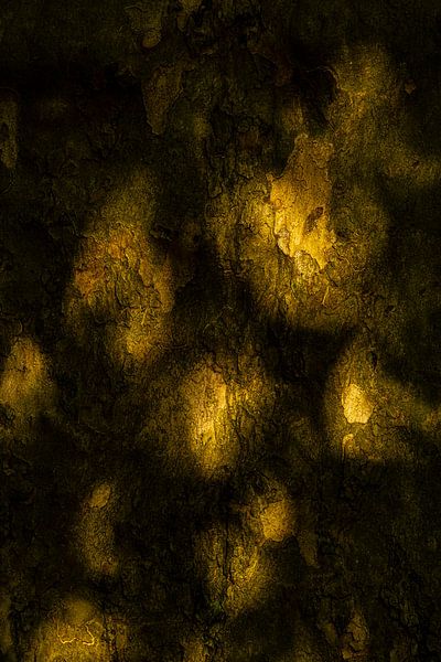 Light spots on a maple tree trunk by Dieter Walther