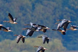 Oies cendrées sur Karin Jähne