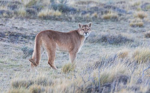 Puma looks around alertly