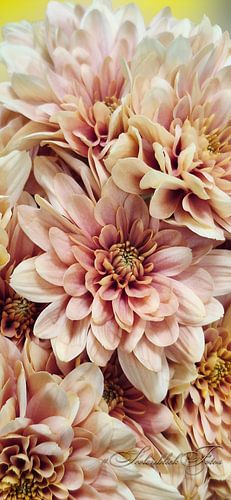 Soft flower dreams - Pastel-coloured dahlia bouquet