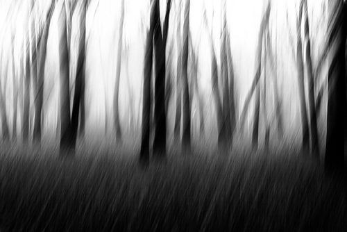 Arbres dansant dans la forêt en noir et blanc