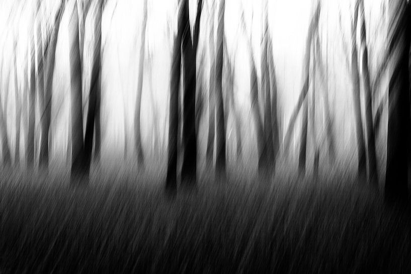 Arbres dansant dans la forêt en noir et blanc par Imaginative