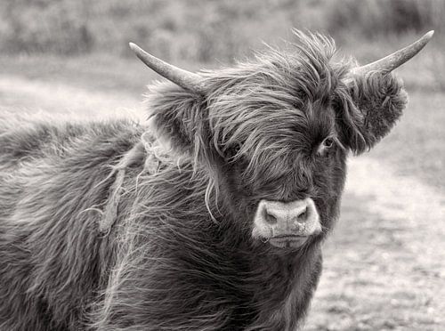Portret Schotse Hooglander Zwart-Wit