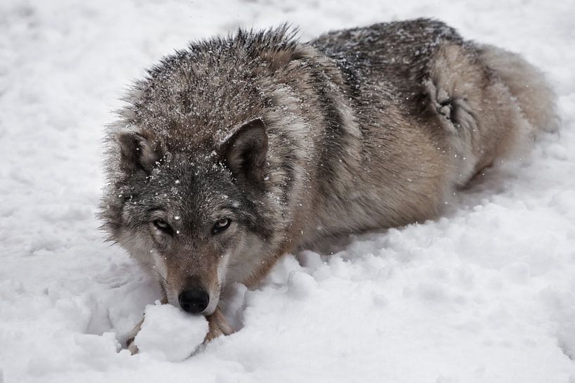 Portrait of a female wolf von Michael Semenov