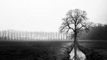 Arbre dans un paysage d'hiver en noir et blanc sur Erwin Pilon