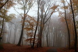 Bäume, Herbst, Natur, Nebel von Angela van den Berg