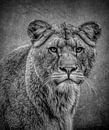 Leeuwen: portret leeuwin in zwart-wit van Marjolein van Middelkoop thumbnail