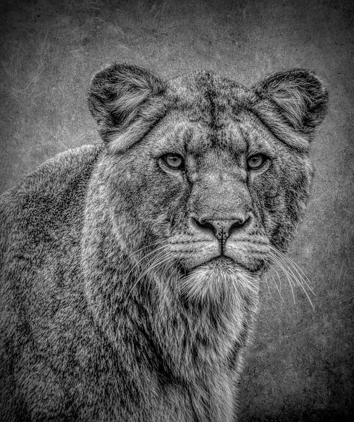 Löwen: Porträt Löwin in Schwarz und Weiß von Marjolein van Middelkoop