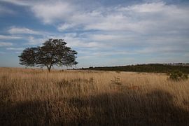 Landscape of African plain with tree by Britt Engbers
