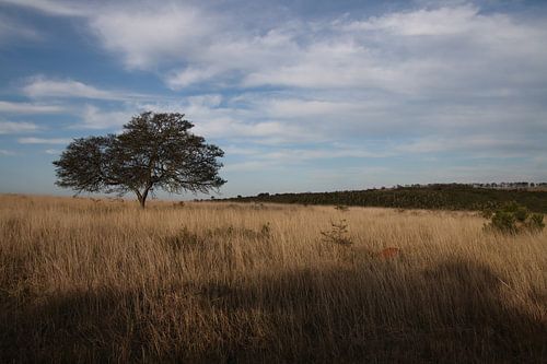 Landschaft einer afrikanischen Ebene mit Baum