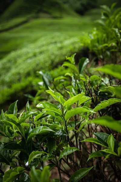 Plantation de thé Malaisie par Alexander Wasem