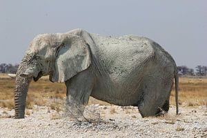 Elefant im Salzsee