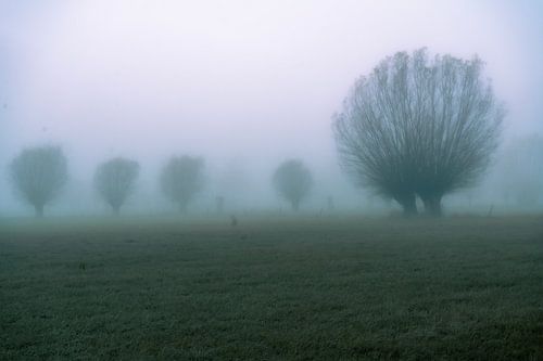 willows in the mist by Yorick De Wilde