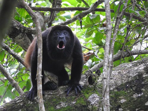 Brulaap in Costa Rica