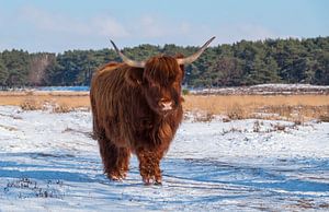 Schottischer Highlander im Schnee auf der Heide