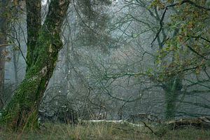 Tief im Wald. von René Jonkhout