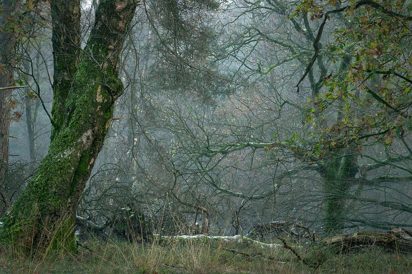 Deep in the forest. by René Jonkhout