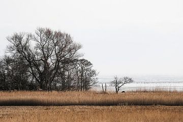 Ree in natuurgebied van Wybrich Warns