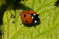 Ladybird in the forest in Asten