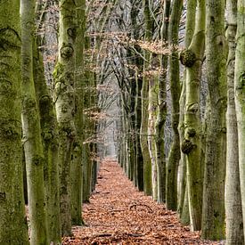 Trees in a row in the Hoge Veluwe National Park. by John Duurkoop